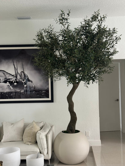 7′ Olive Tree in Matte Beige 30″ Globe Planter