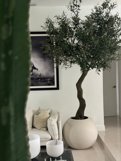 7′ Olive Tree in Matte Beige 30″ Globe Planter