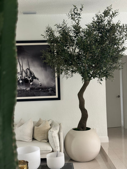 7′ Olive Tree in Matte Beige 30″ Globe Planter