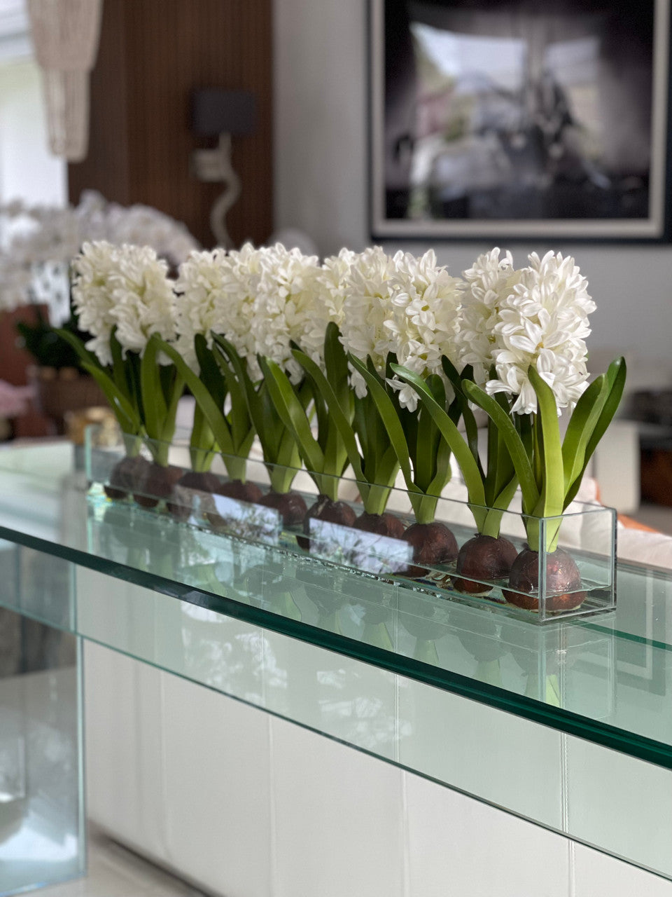 36″ Casa Moderna glass plate planter with white hyacinths