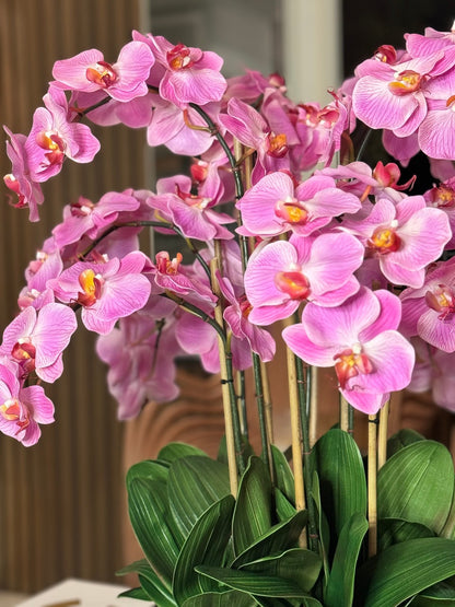 Light Pink Phalaenopsis Orchids Floral Arrangement in Medium Gold Planter