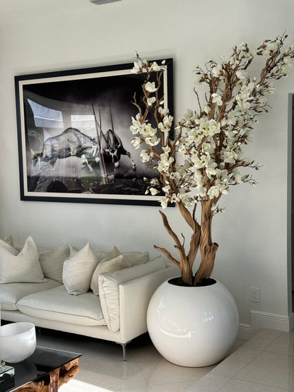 White Magnolia Tree in 30″ Glossy White Globe Planter