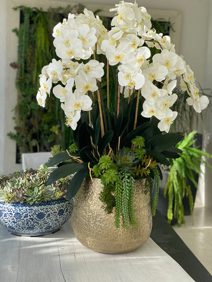 Delaney Gold Pot with Multiple Stems of Phalaenopsis Orchids and Succulents