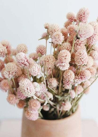 Air-Dried Globe Amaranth in Pink - 14-18"