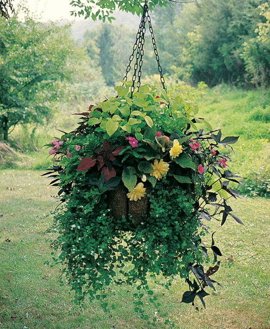 Hanging Basket with Coco Liner