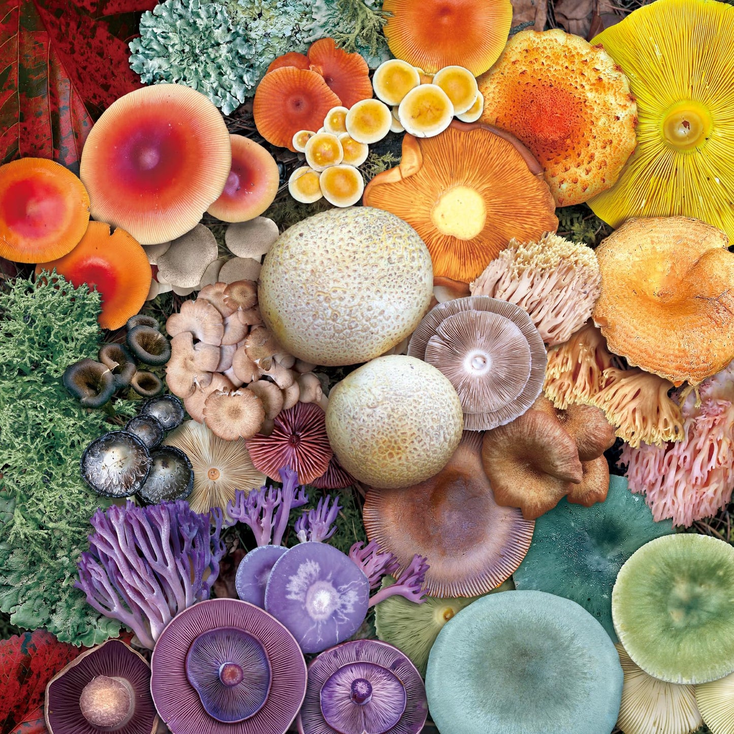 Mushroom Jigsaw Puzzle 1000 Pieces