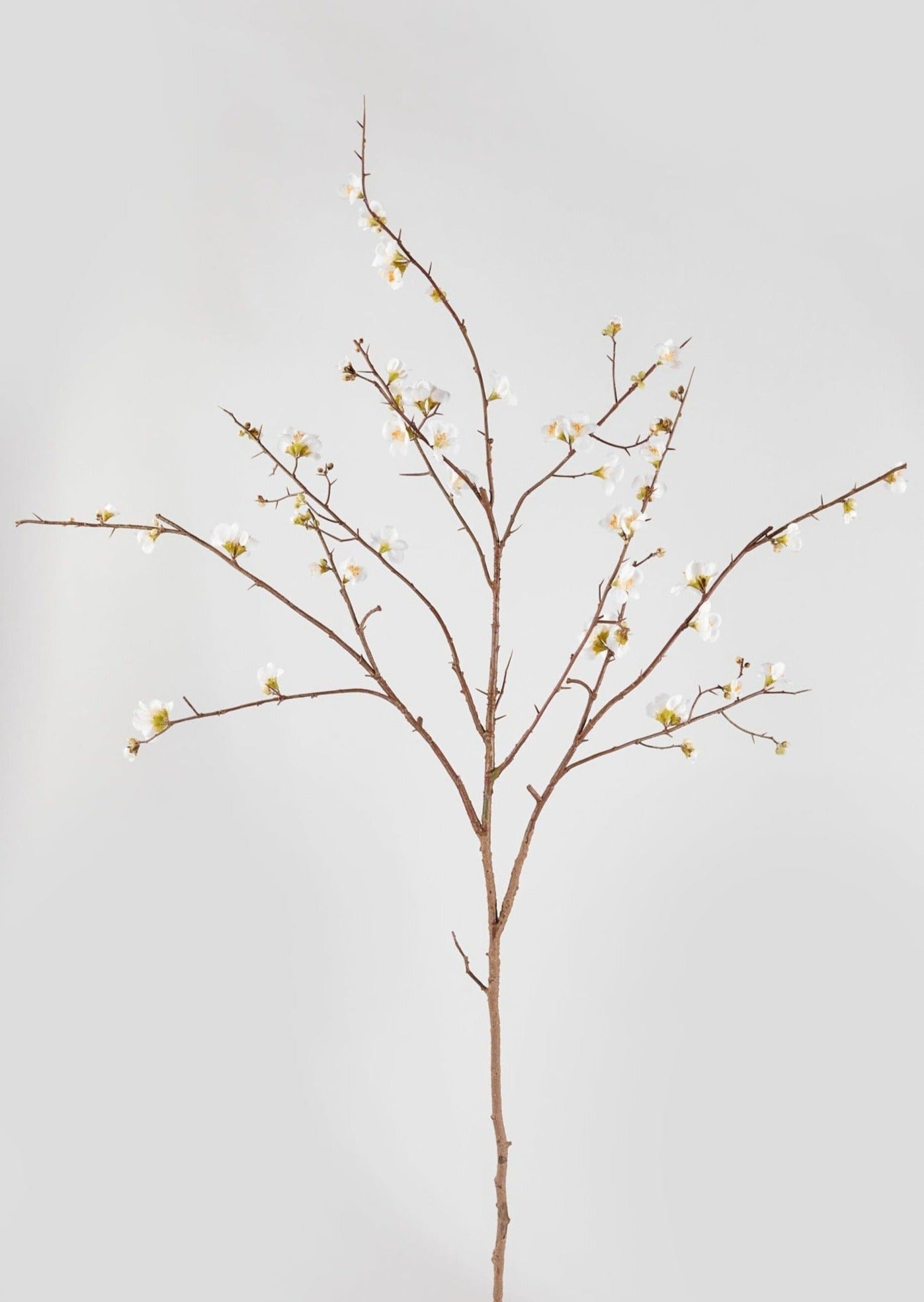 Faux Quince Blossom Branch in Cream - 54"