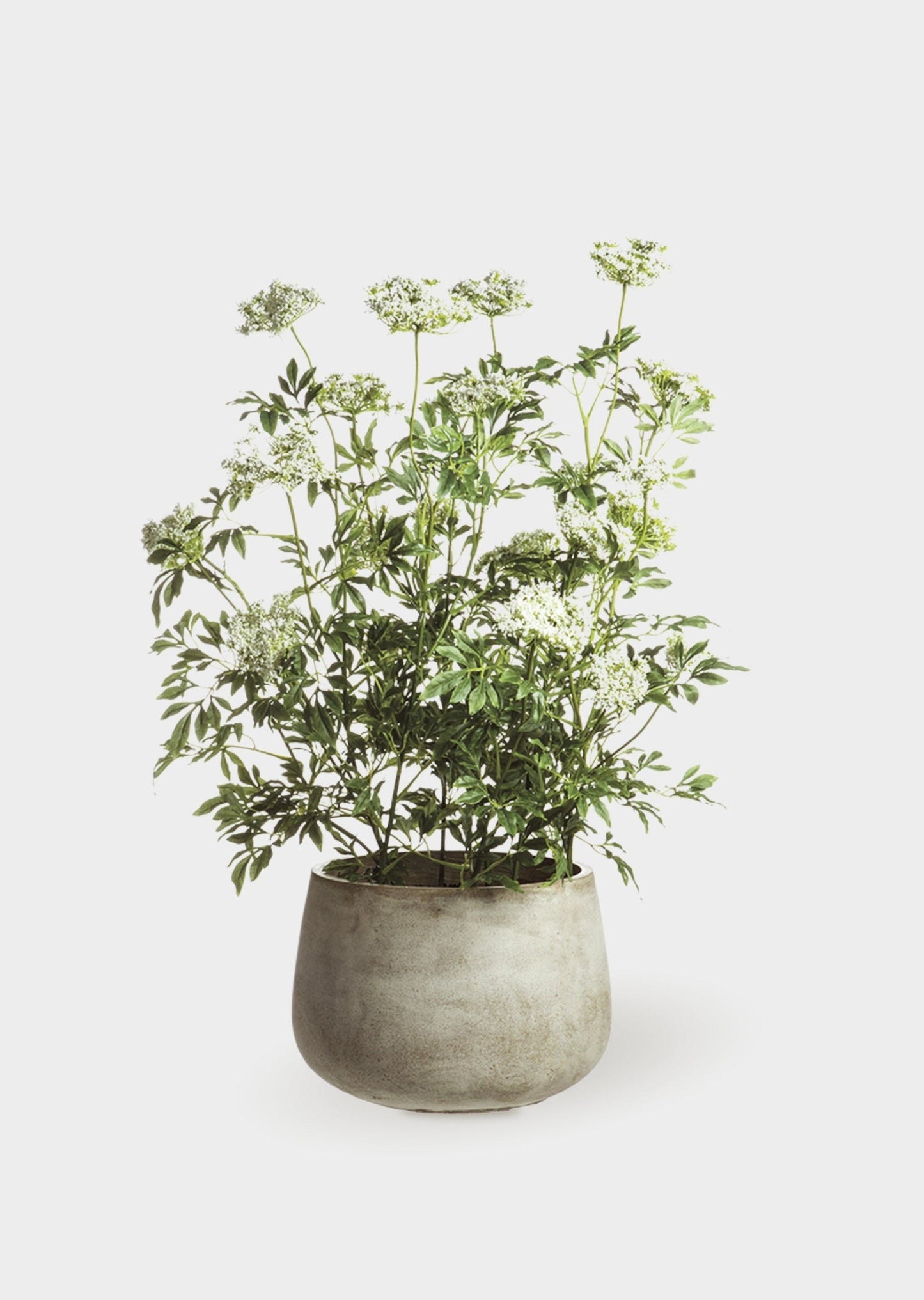 Faux Blooming Queen Anne's Lace Potted Arrangement - 46"