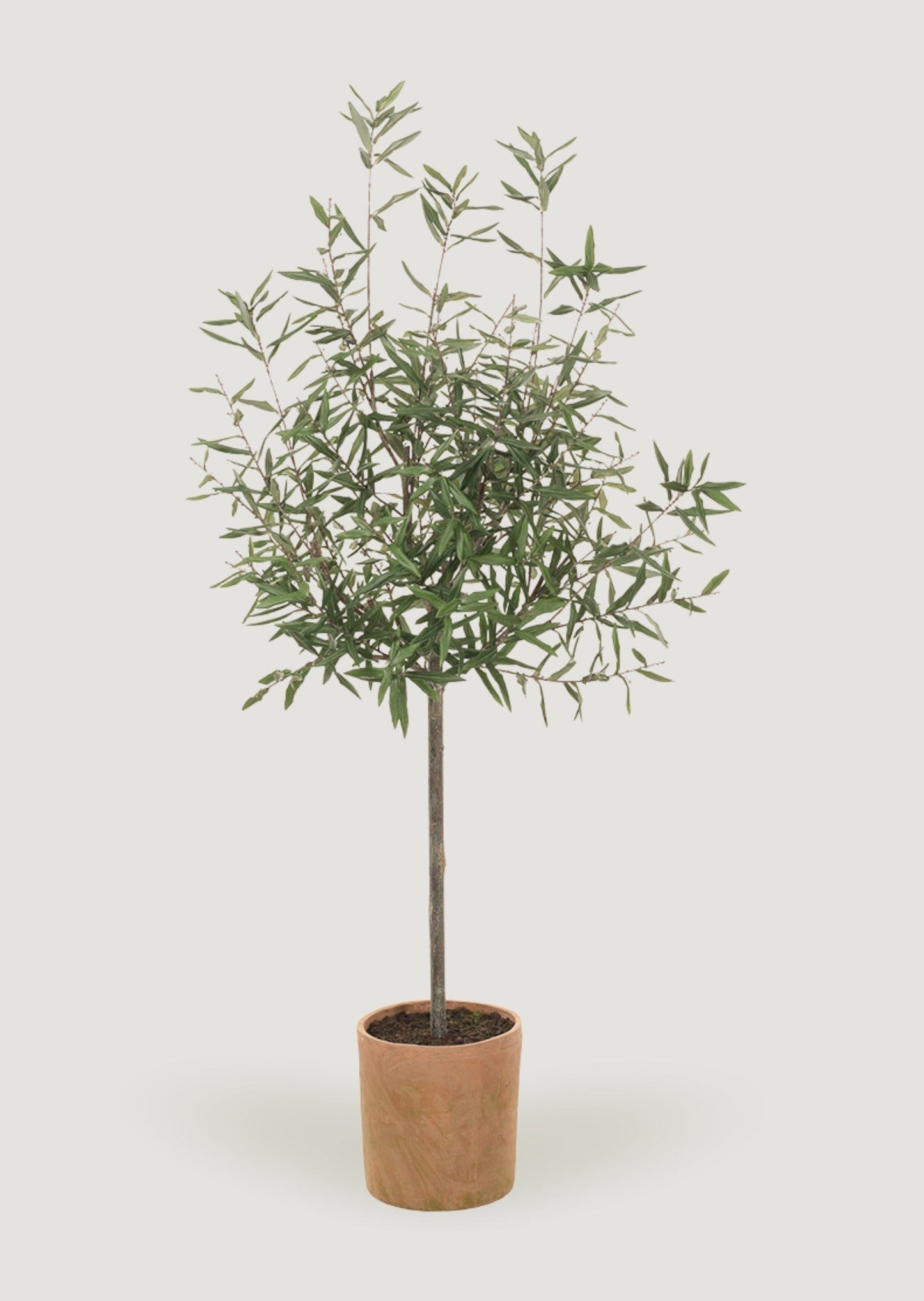 Fake Potted Olive Tree Plant in Clay Pot - 70"