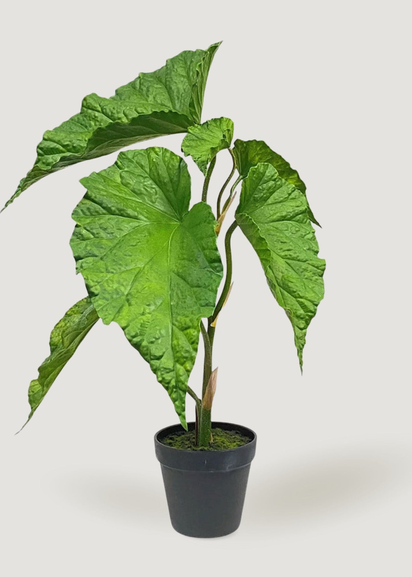 Artificial Tropical Alocasia Leaf Plant in Pot - 21"