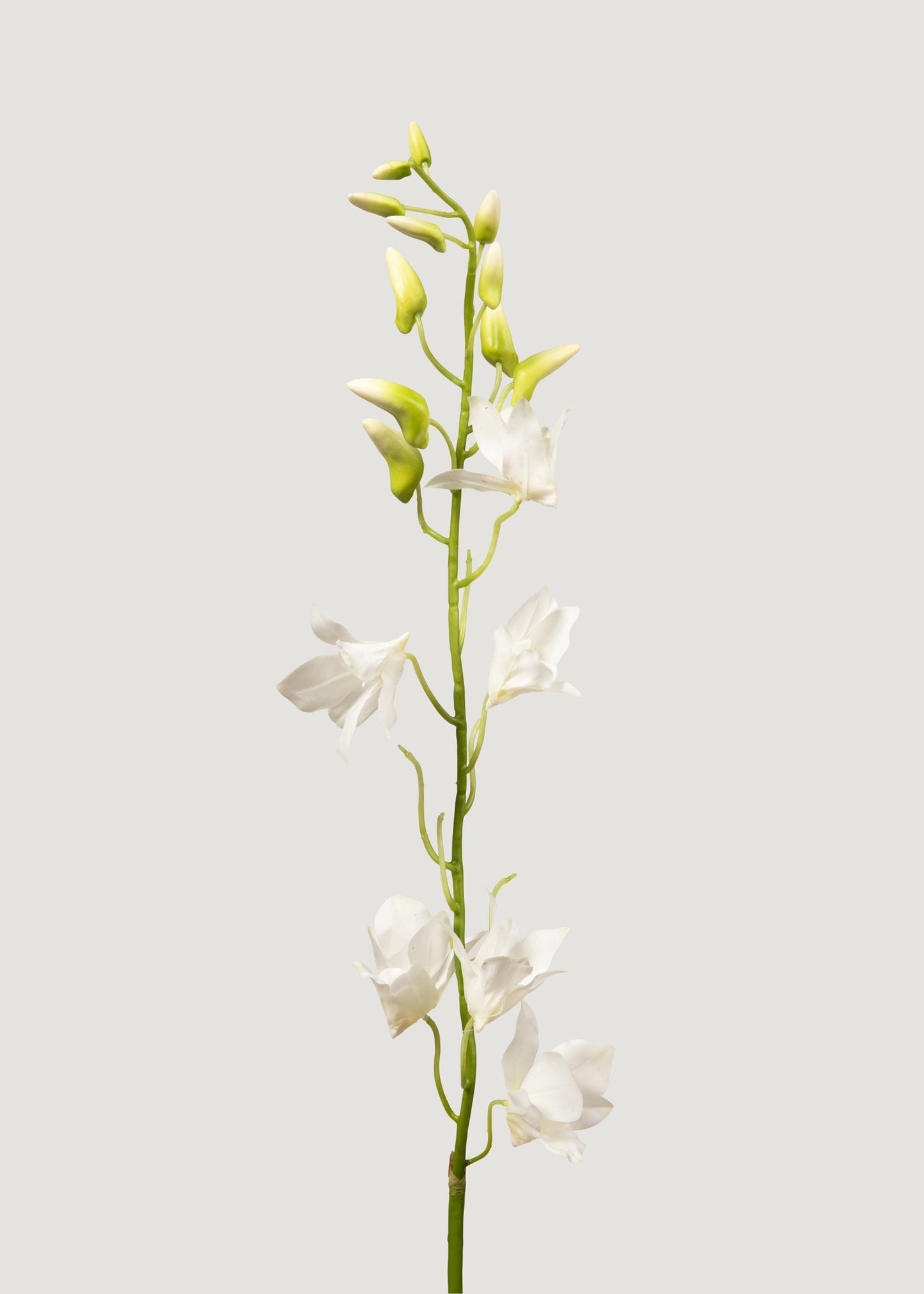 Fake Blooming Dendrobium Orchid Branch in Cream - 37"