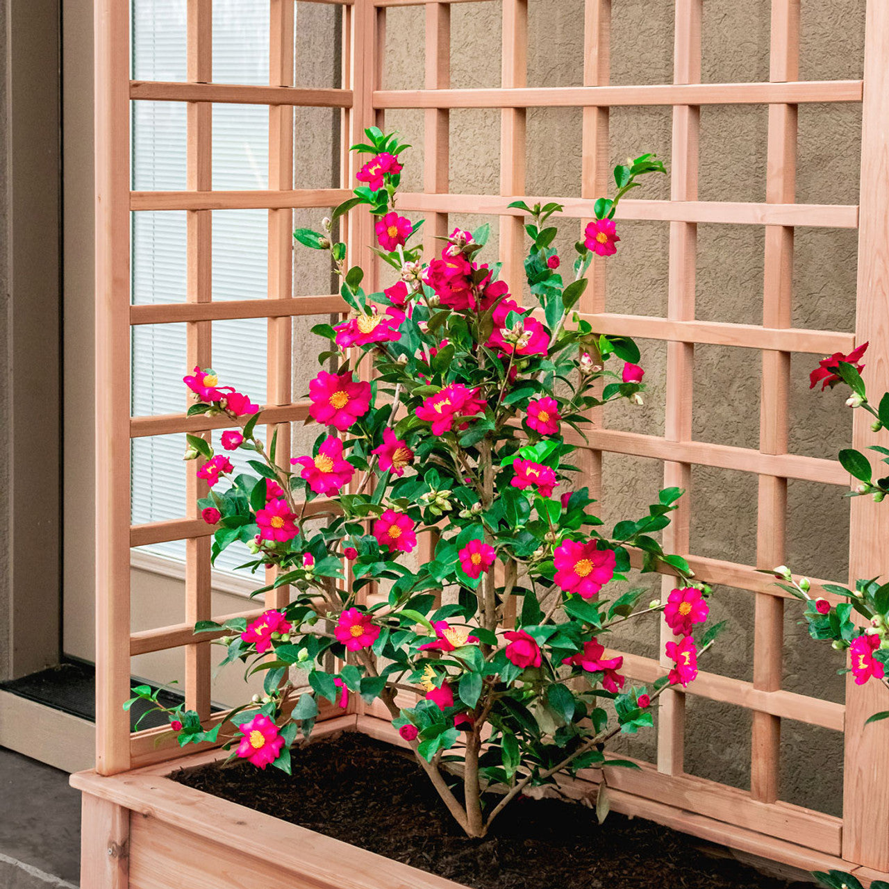 Natural Cedar Planter Box with U-Trellis