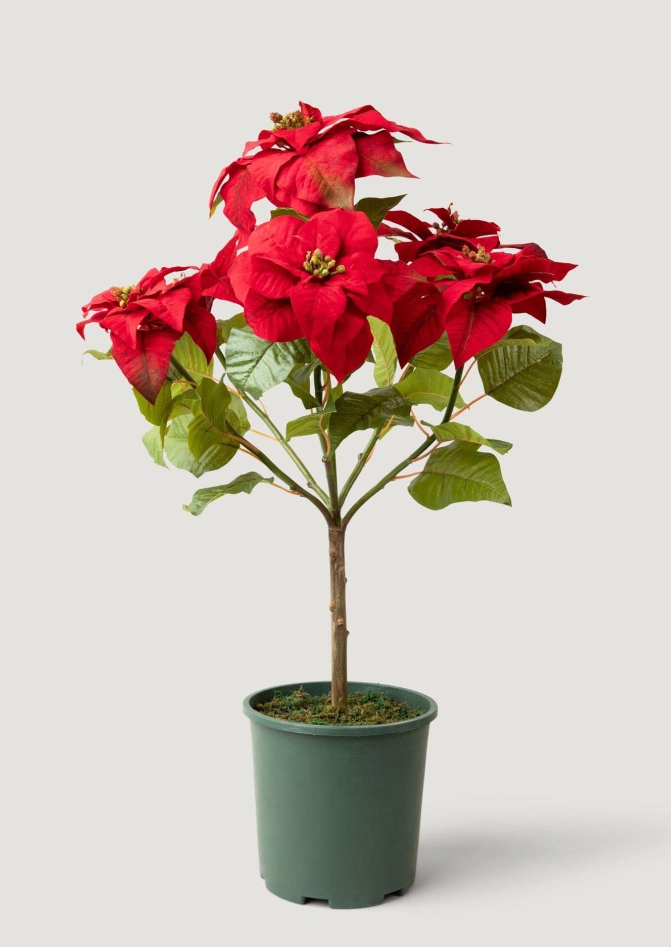 Faux Tabletop Poinsettia Tree - 36"