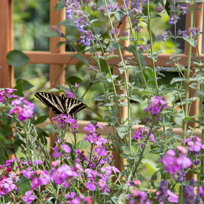 Natural Cedar Planter Box with U-Trellis