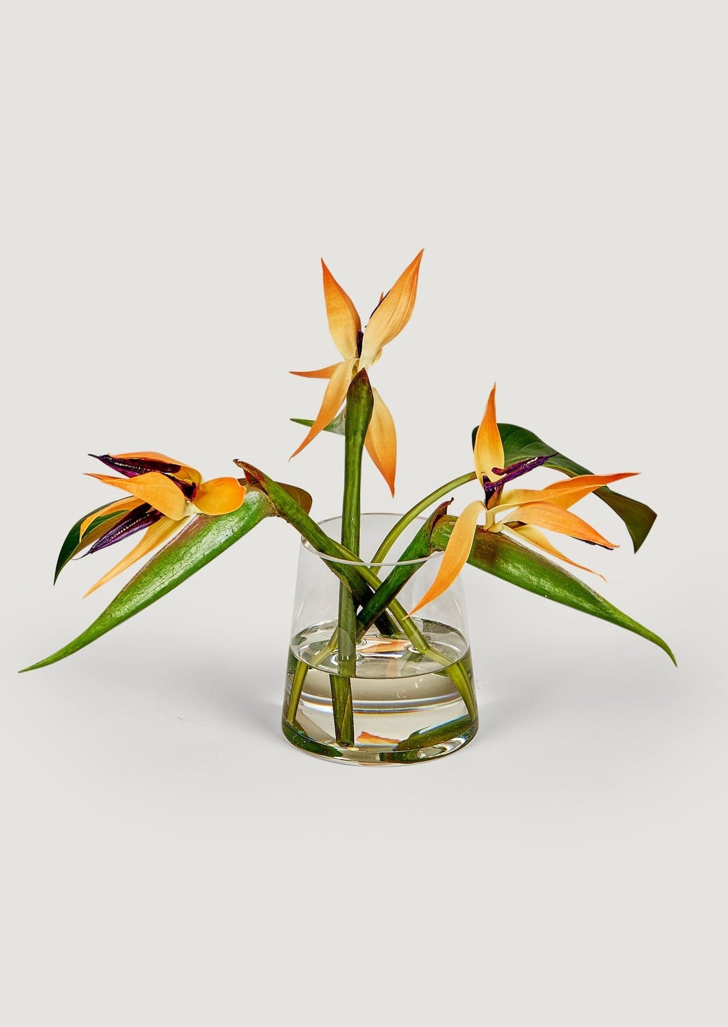 Faux Tropical Bird of Paradise Arrangement in Glass Vase - 11"