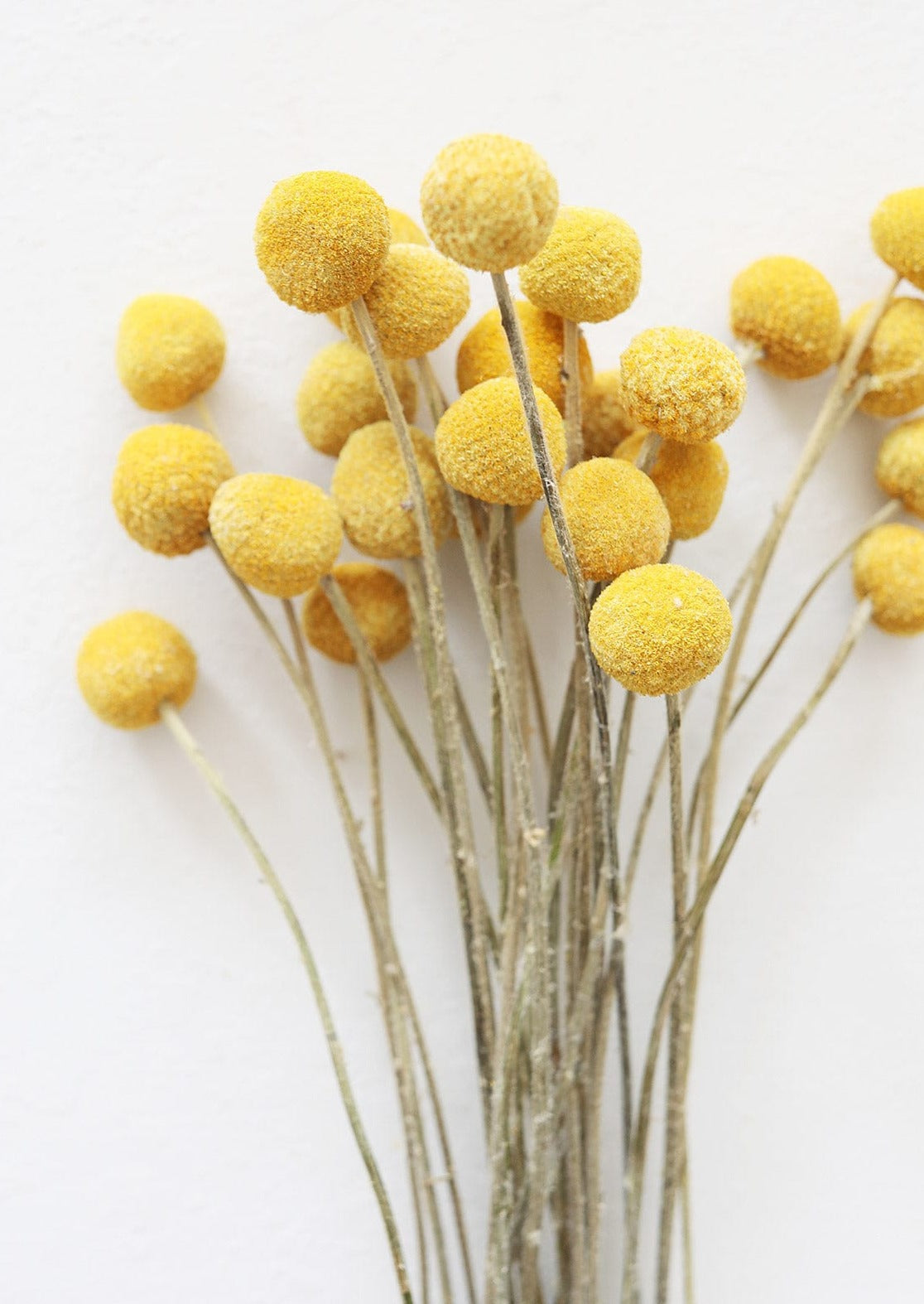 Bundle of 25 Dried Craspedia Billy Buttons - 18-26"