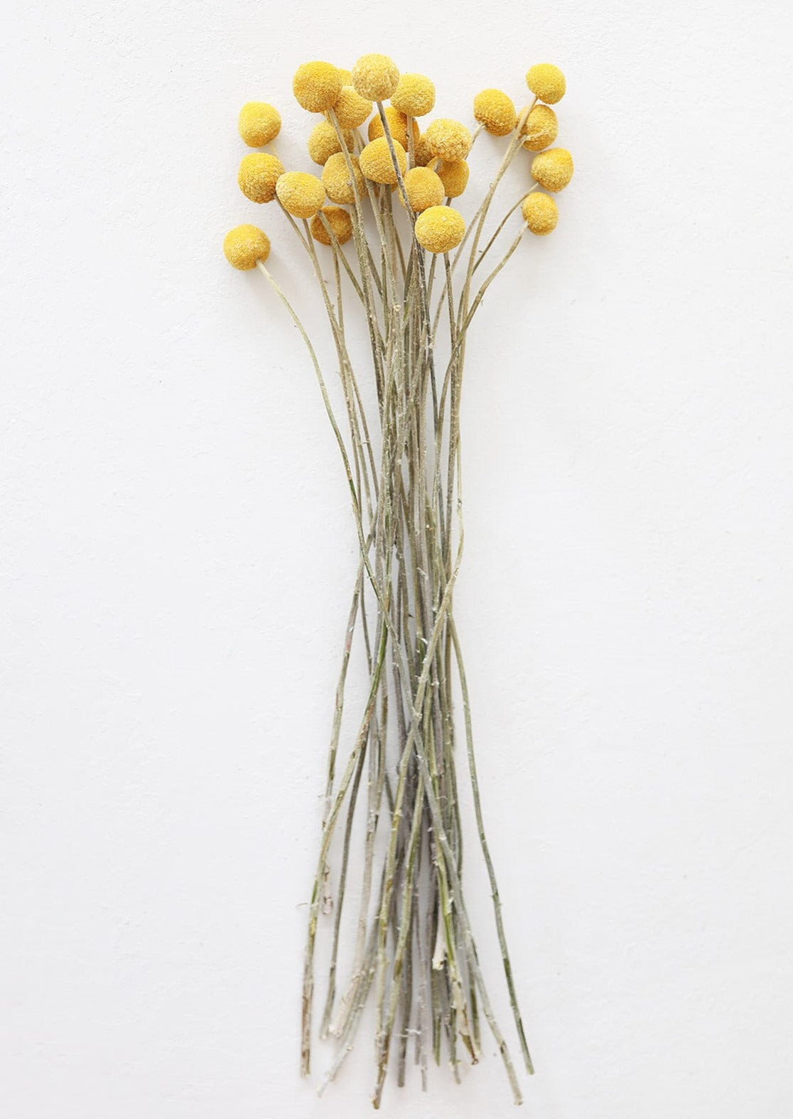 Bundle of 25 Dried Craspedia Billy Buttons - 18-26"