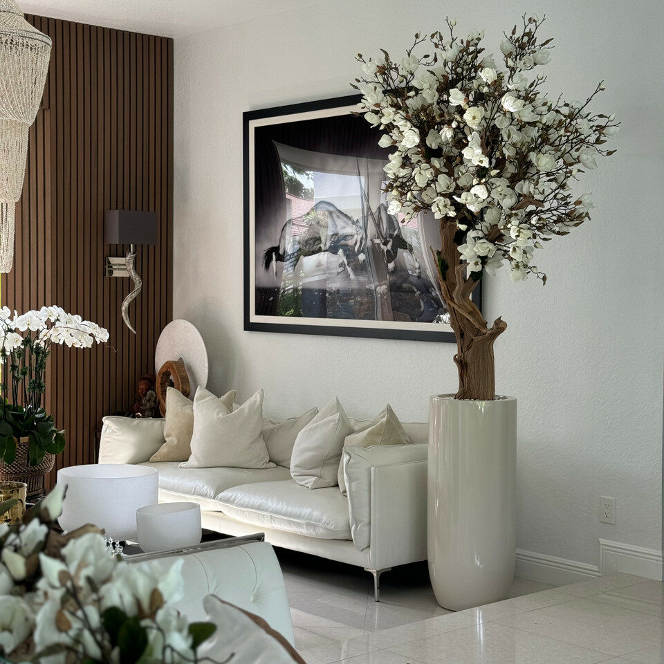 Most popular 8ft white magnolia tree in glossy beige st tropez planter