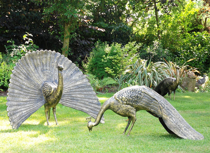 Majestic Peacocks (Set of 2)